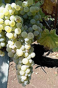 trebbiano giallo